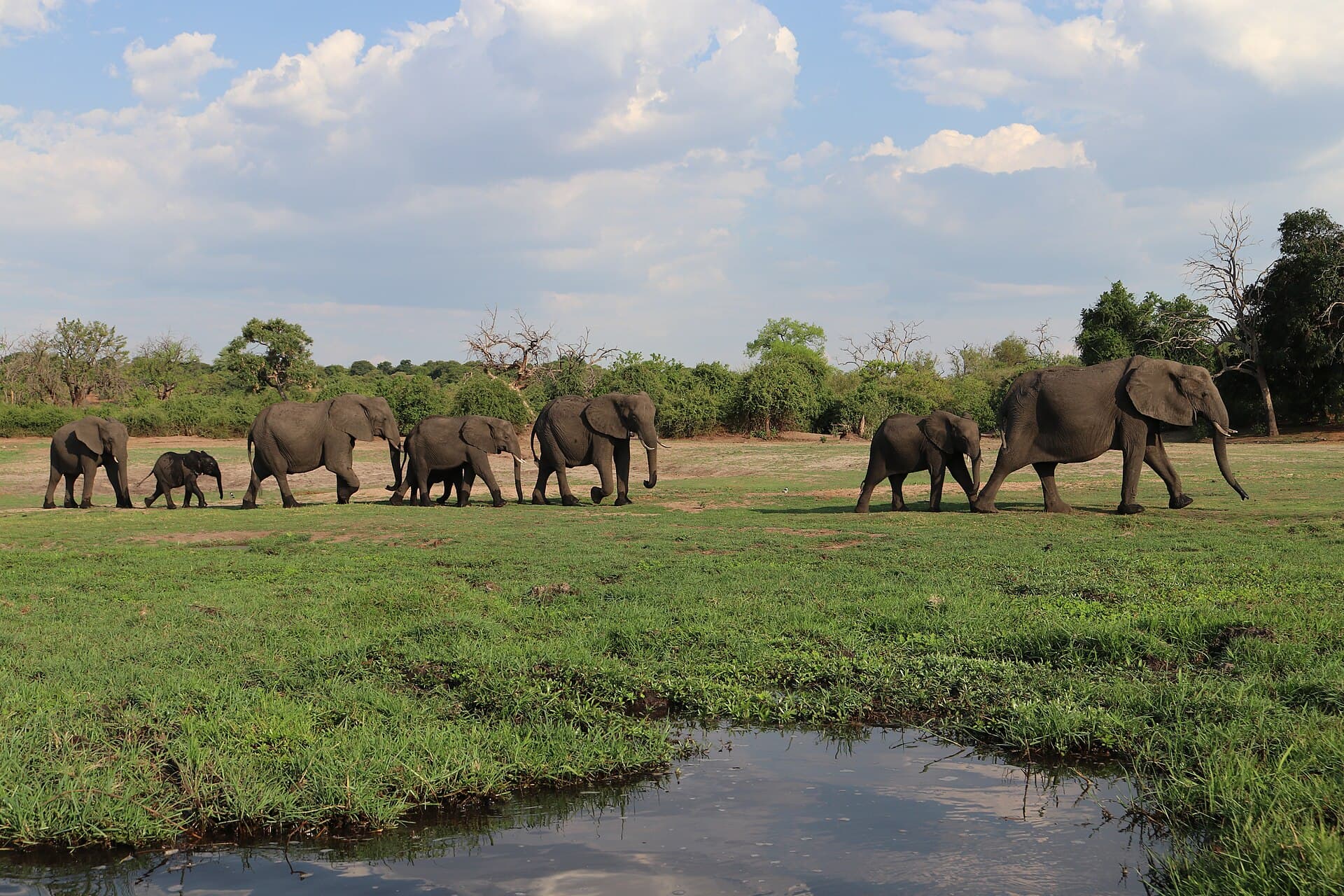 Chobe Day Trip